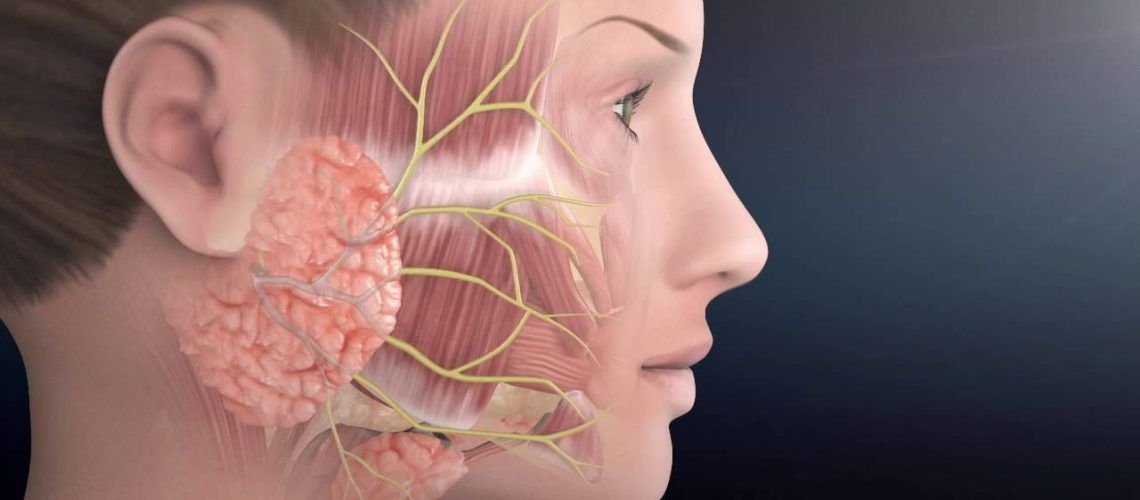 Anatomy Of Paralysis Facial Nerve Anatomy | The Facial Paralysis Institute - Youtube  - ANATOMY CHARTS